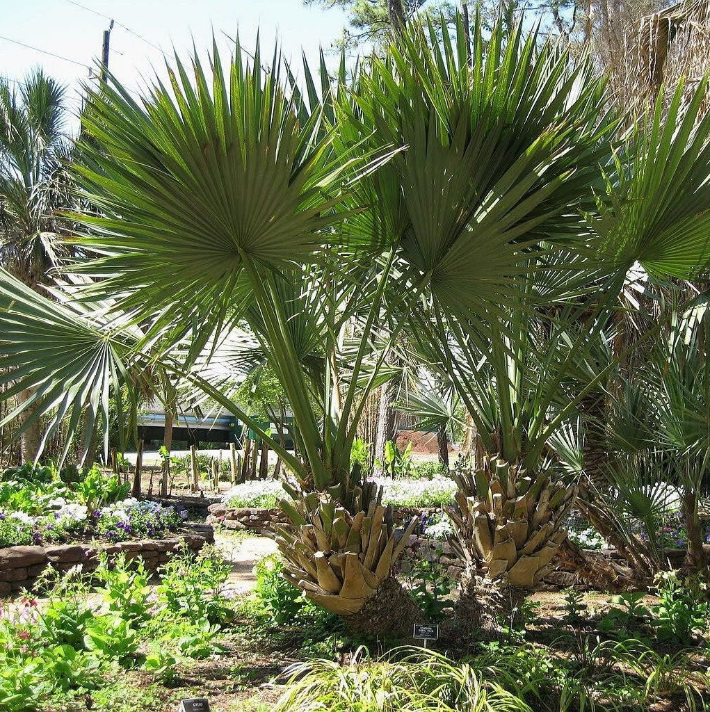 Sabal Palm ‘Oregon Hybrid’ Palm Tree - COLD HARDY
