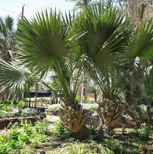 Sabal Palm ‘Oregon Hybrid’ Palm Tree - COLD HARDY