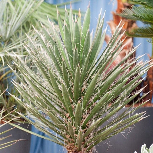 Yucca filifera 'Mexican Tree Yucca' Oregon COLD HARDY