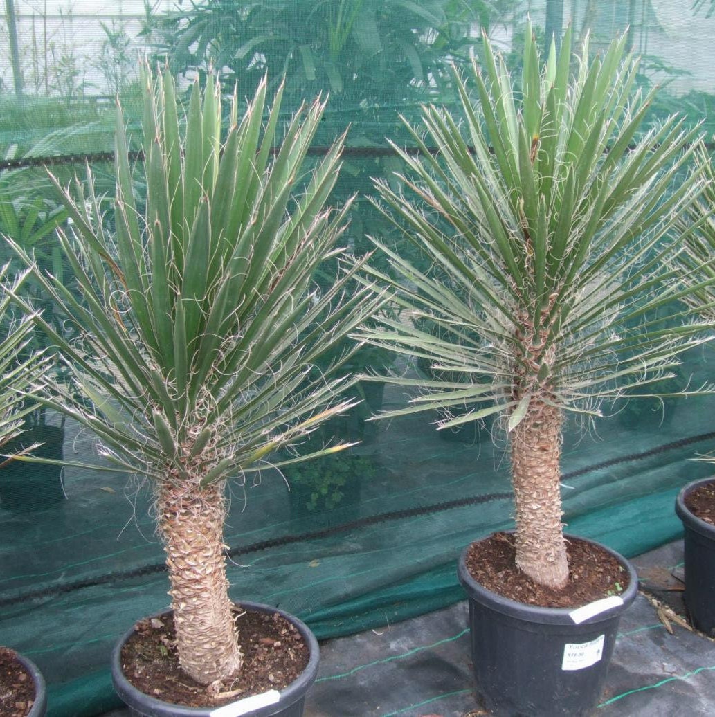 Yucca filifera 'Mexican Tree Yucca' Oregon COLD HARDY