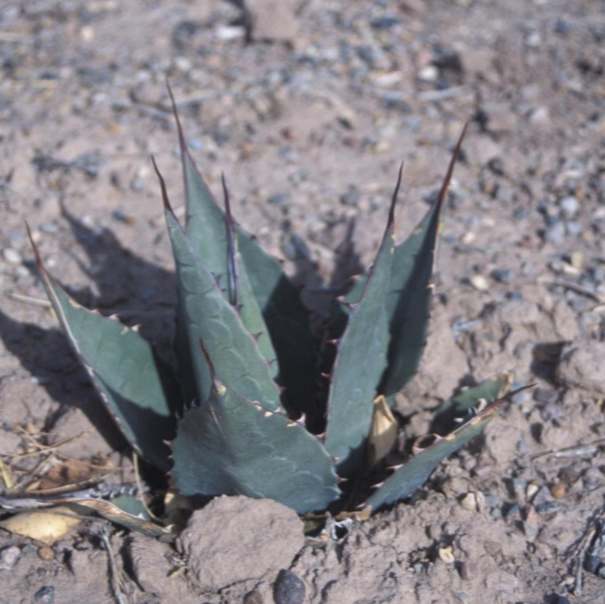 Agave havardiana 'Oregon' Century Plant - COLD HARDY ZONE 5