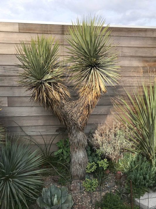 Yucca thompsoniana 'OR' (Thompson Yucca) COLD HARDY