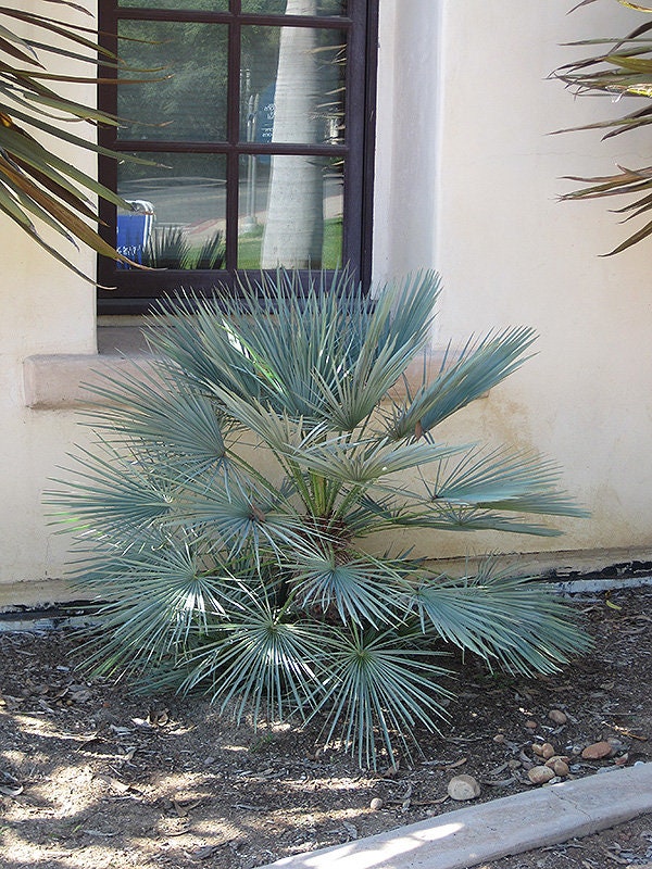 Chamaerops humilis 'Cerifera' Oregon COLD HARDY Seeds
