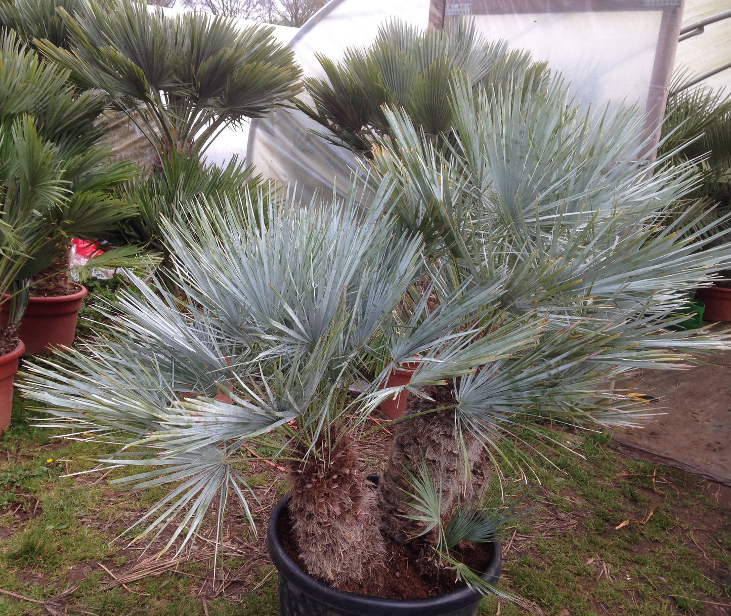 Chamaerops humilis 'Cerifera' Oregon COLD HARDY Seeds