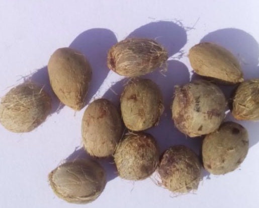 Chamaerops humilis 'Cerifera' Oregon COLD HARDY Seeds