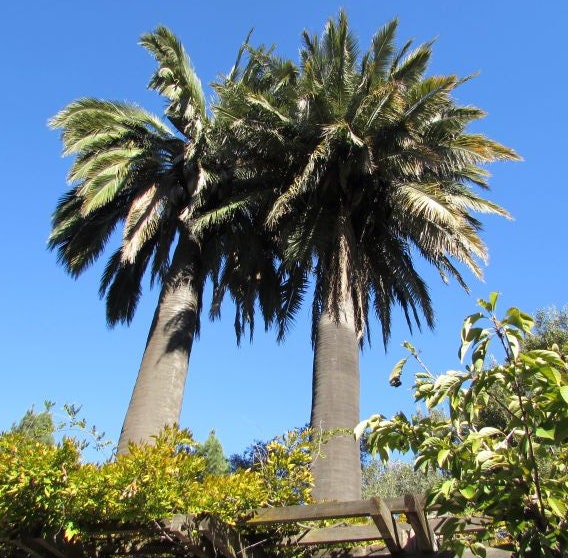 Jubaea chilensis 'Wine Palm' Oregon COLD HARDY