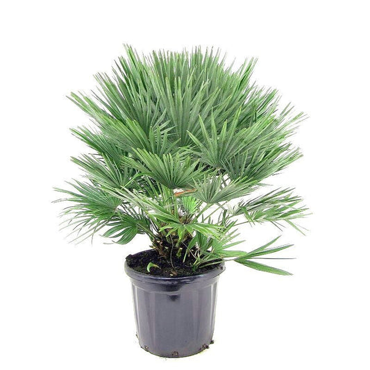Chamaerops humilis 'Volcano'  COLD HARDY