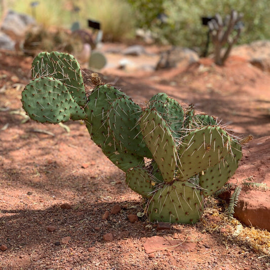 Prickly Pear Cactus 'Party Favor' (O. utahensis hyb) COLD HARDY