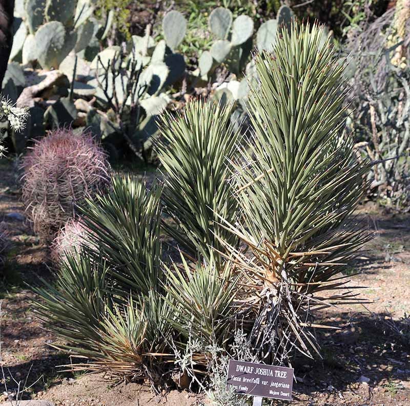 Yucca brevifolia 'Jaegeriana' (Dwarf Joshua Tree) COLD HARDY