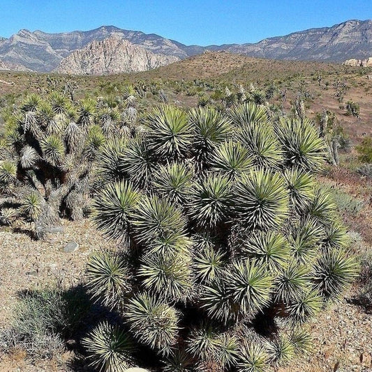 Yucca brevifolia 'Jaegeriana' (Dwarf Joshua Tree) COLD HARDY