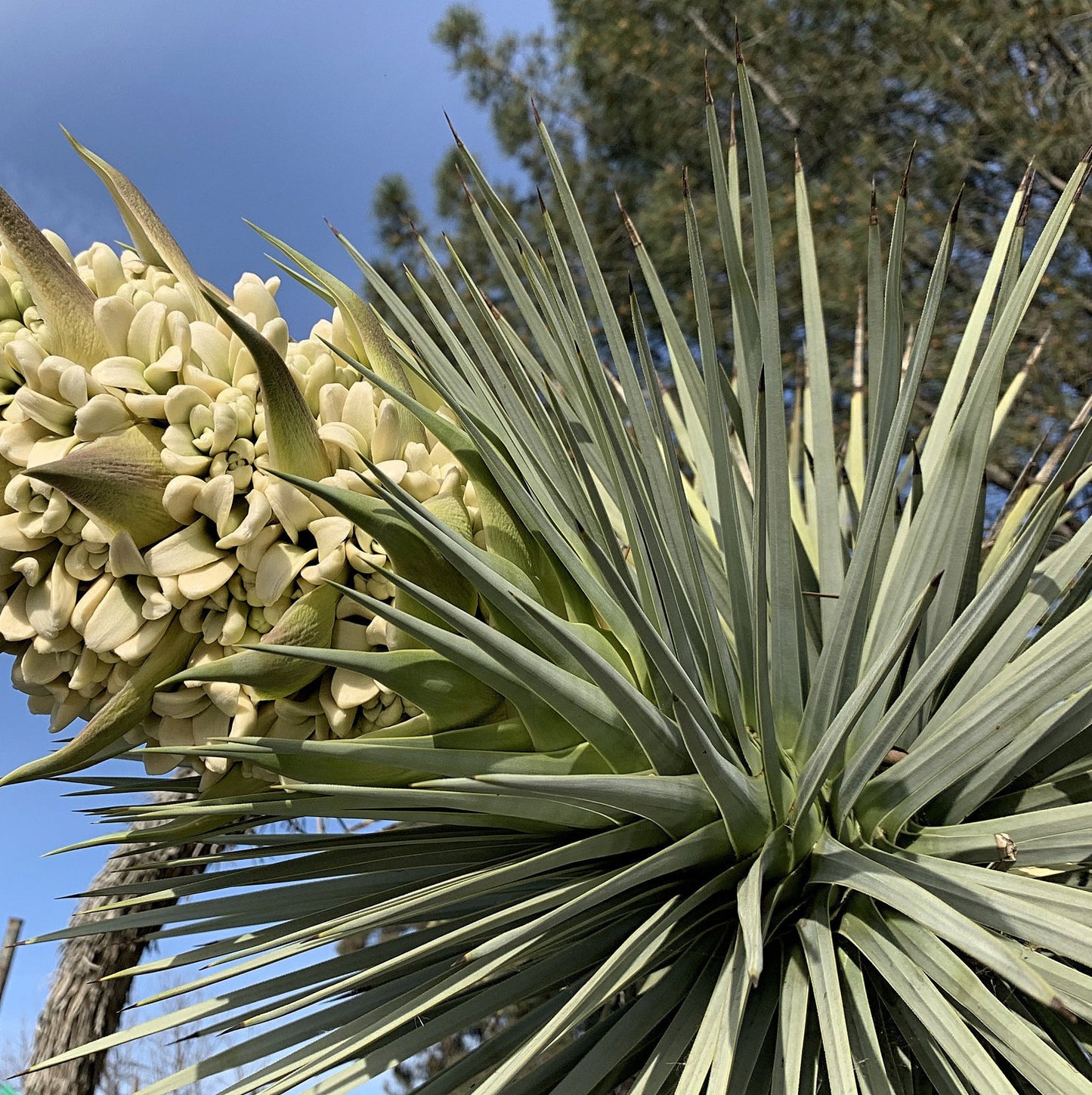 Yucca brevifolia 'Oregon' (Joshua Tree) COLD HARDY