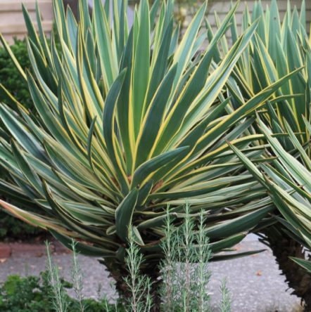 Yucca gloriosa 'Variegata' Spanish Dagger COLD HARDY