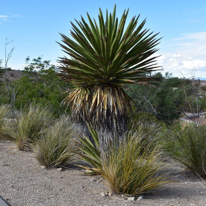 Yucca faxoniana (Giant Spanish Dagger) COLD HARDY