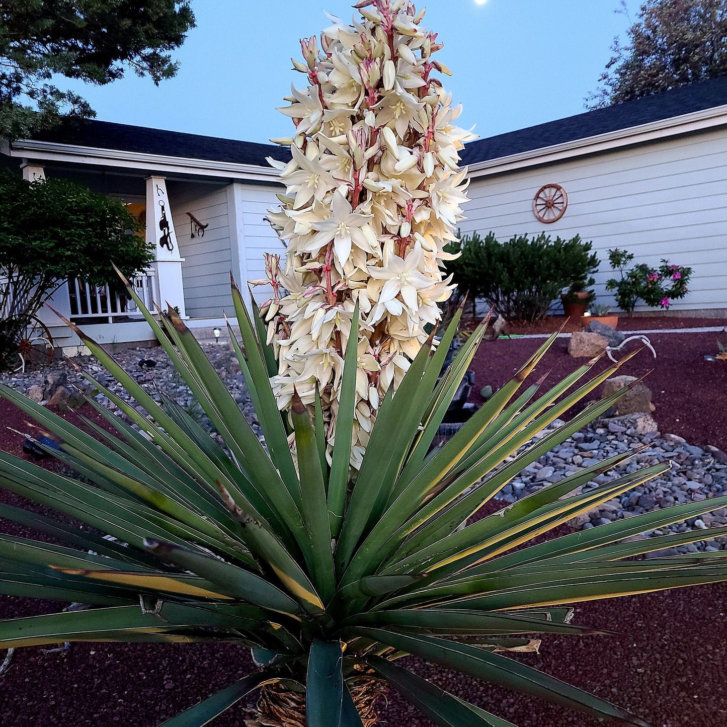 Yucca faxoniana (Giant Spanish Dagger) COLD HARDY Seeds