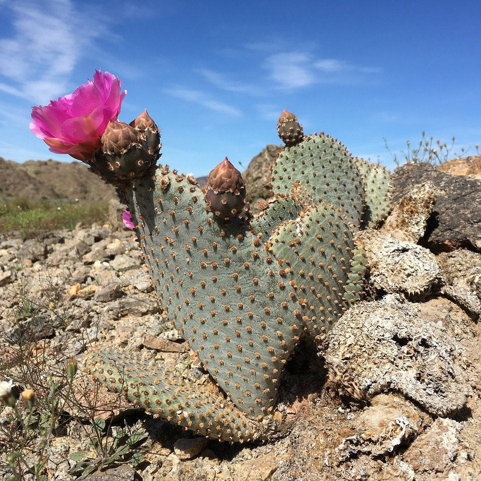 winter hardy prickly pear cactus Beavertail Cactus 'Oregon Giant' (Opuntia basilaris) COLD HARDY – Desertscape Nursery