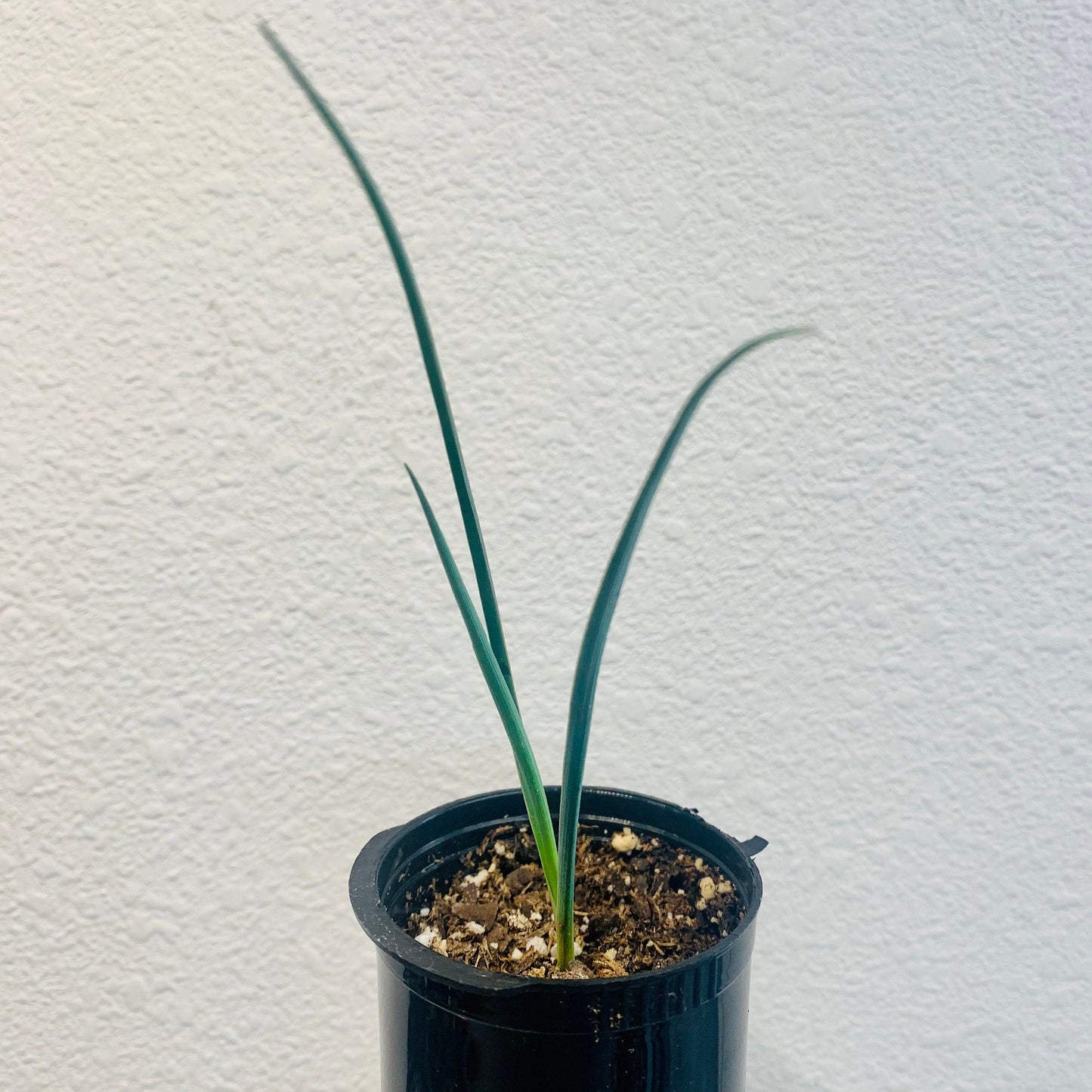 Yucca brevifolia 'Jaegeriana' (Dwarf Joshua Tree) COLD HARDY