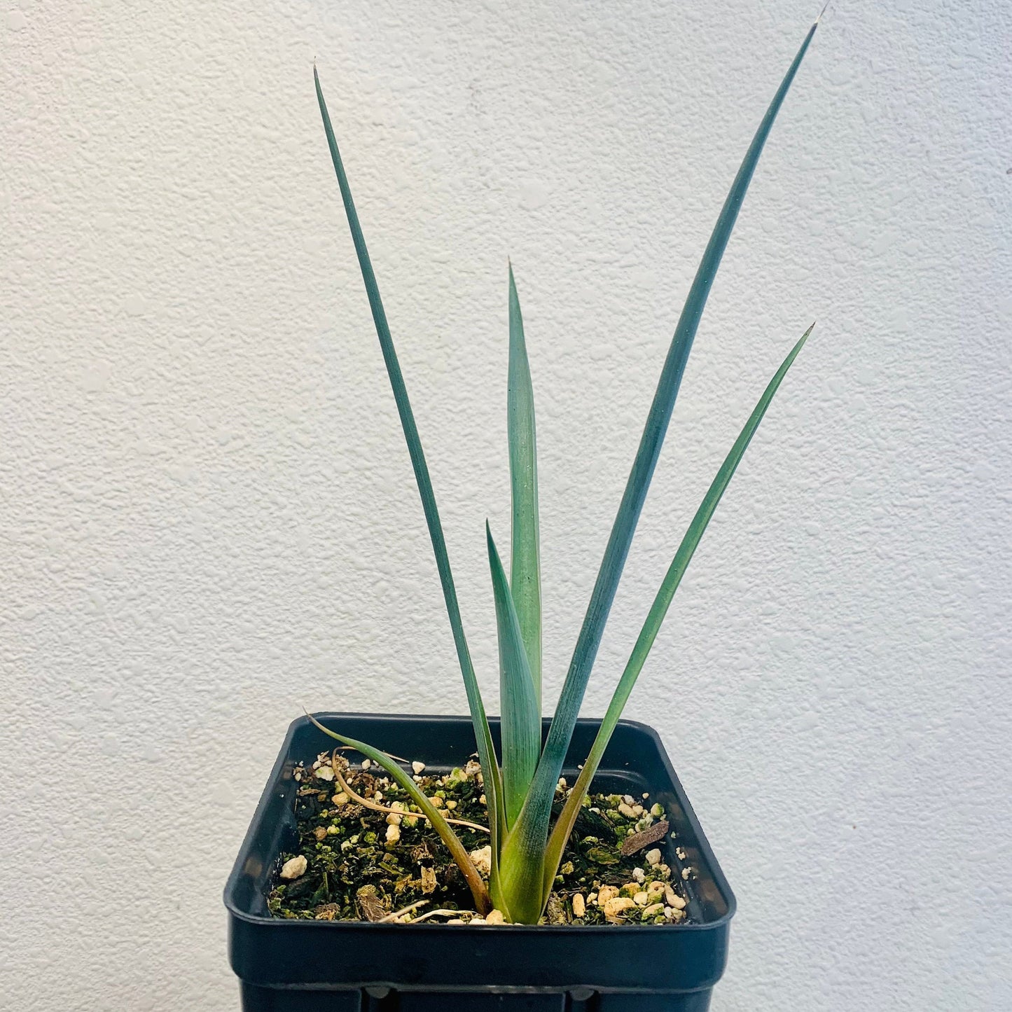 Yucca brevifolia 'Oregon' (Joshua Tree) COLD HARDY