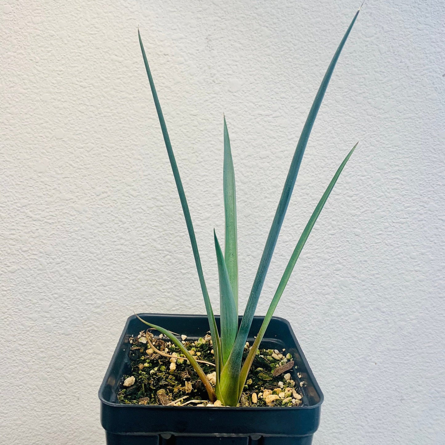 Yucca brevifolia 'Jaegeriana' (Dwarf Joshua Tree) COLD HARDY