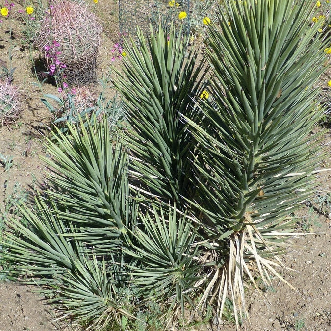 Yucca brevifolia 'Jaegeriana' (Dwarf Joshua Tree) COLD HARDY