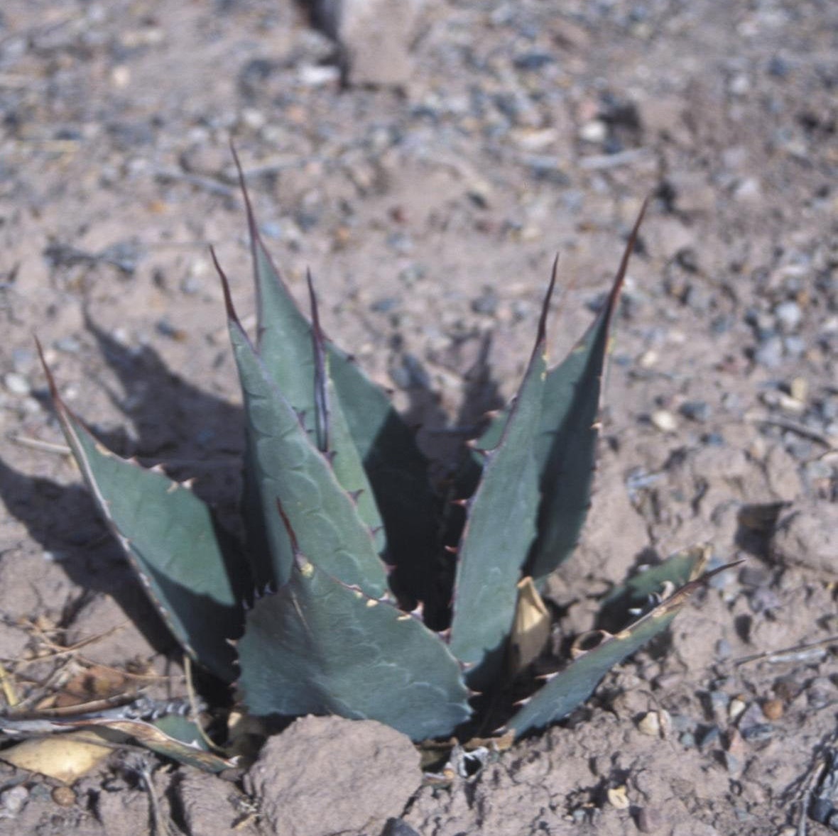 Agave parryi x utahensis 'OR Hybrid' COLD HARDY