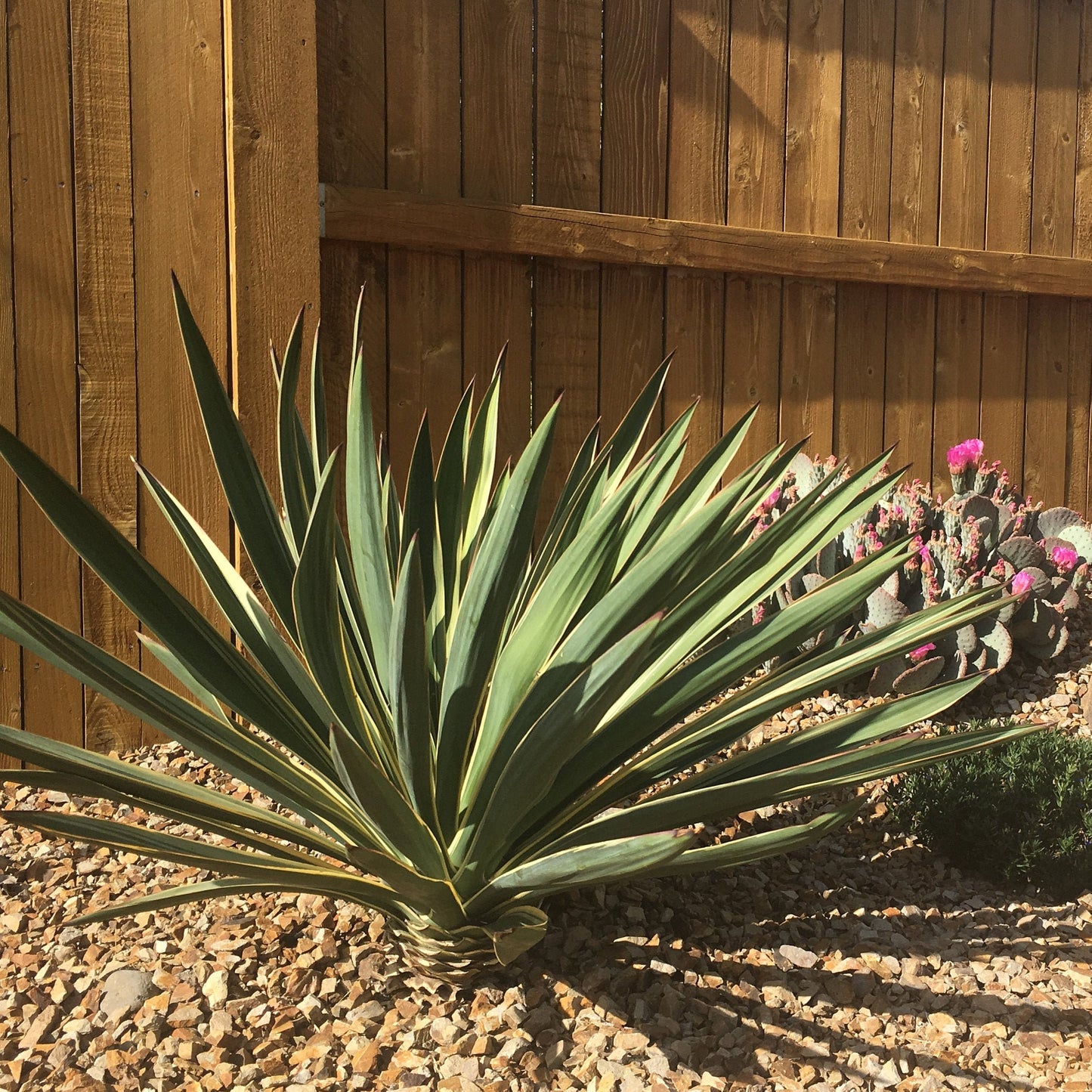 Yucca gloriosa 'Variegata' Spanish Dagger COLD HARDY