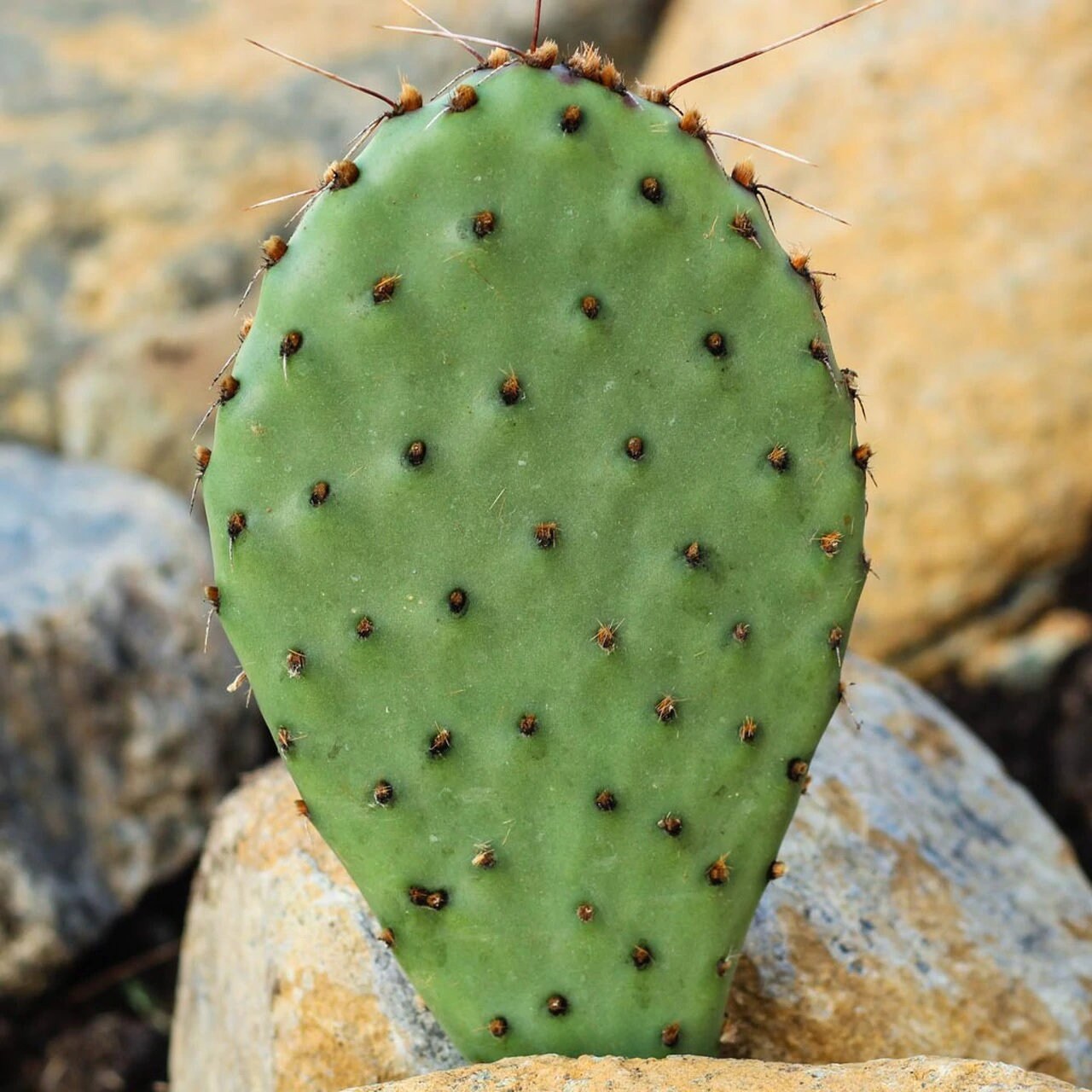 Prickly Pear Cactus 'Pina Colada' (Opuntia charlestonesis) HARDY