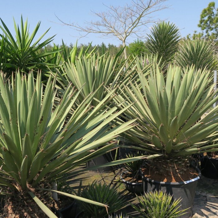 Yucca faxoniana (Giant Spanish Dagger) COLD HARDY