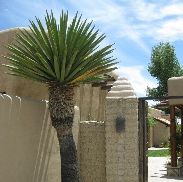 Yucca faxoniana (Giant Spanish Dagger) COLD HARDY Seeds
