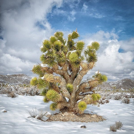 Yucca brevifolia 'Oregon' (Joshua Tree) COLD HARDY