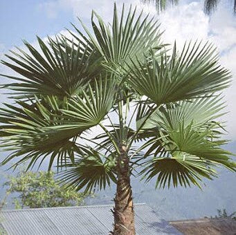 Trachycarpus fortunei 'Naini Tal' Palm COLD HARDY Seeds