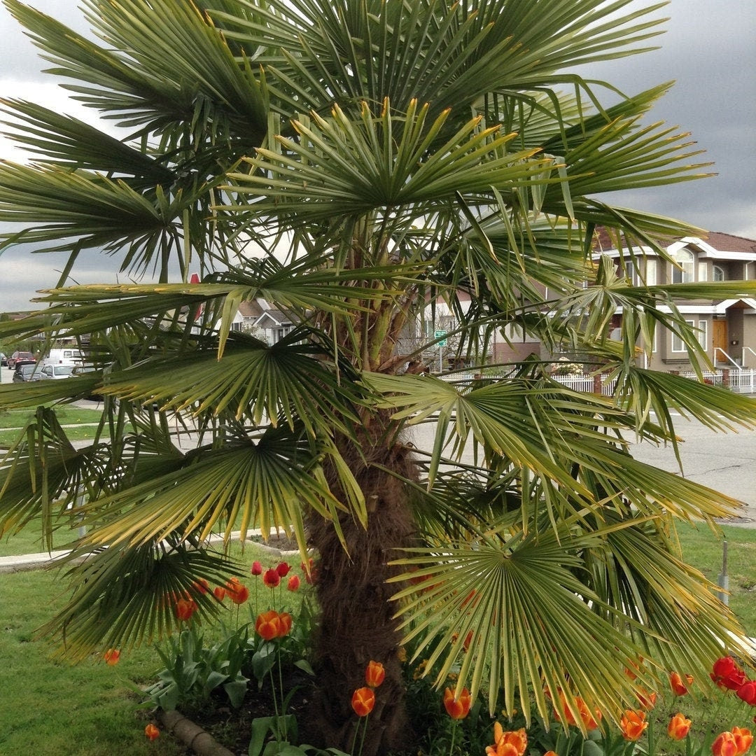 Trachycarpus fortunei 'Naini Tal' Palm COLD HARDY