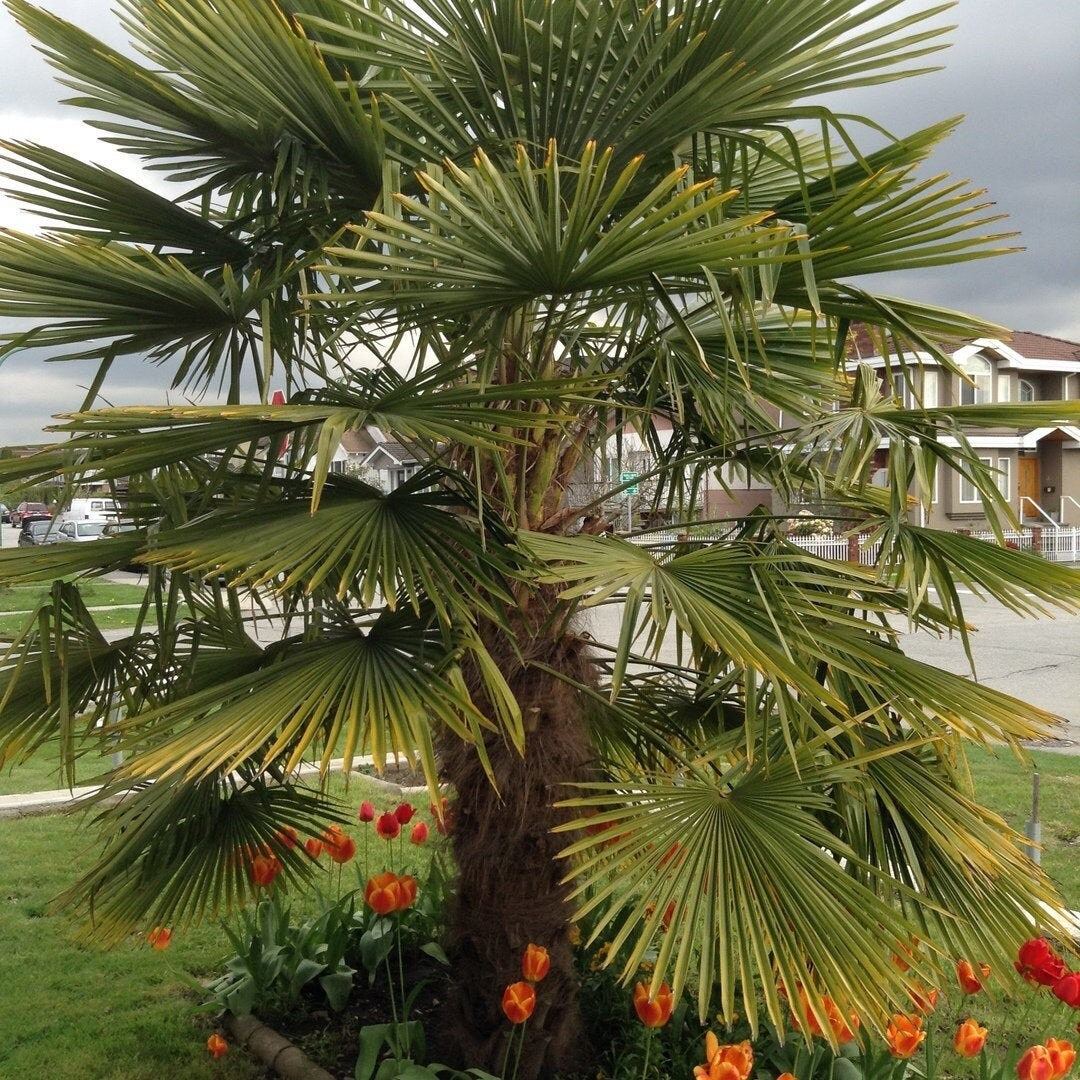 Trachycarpus fortunei 'Naini Tal' Palm COLD HARDY Seeds