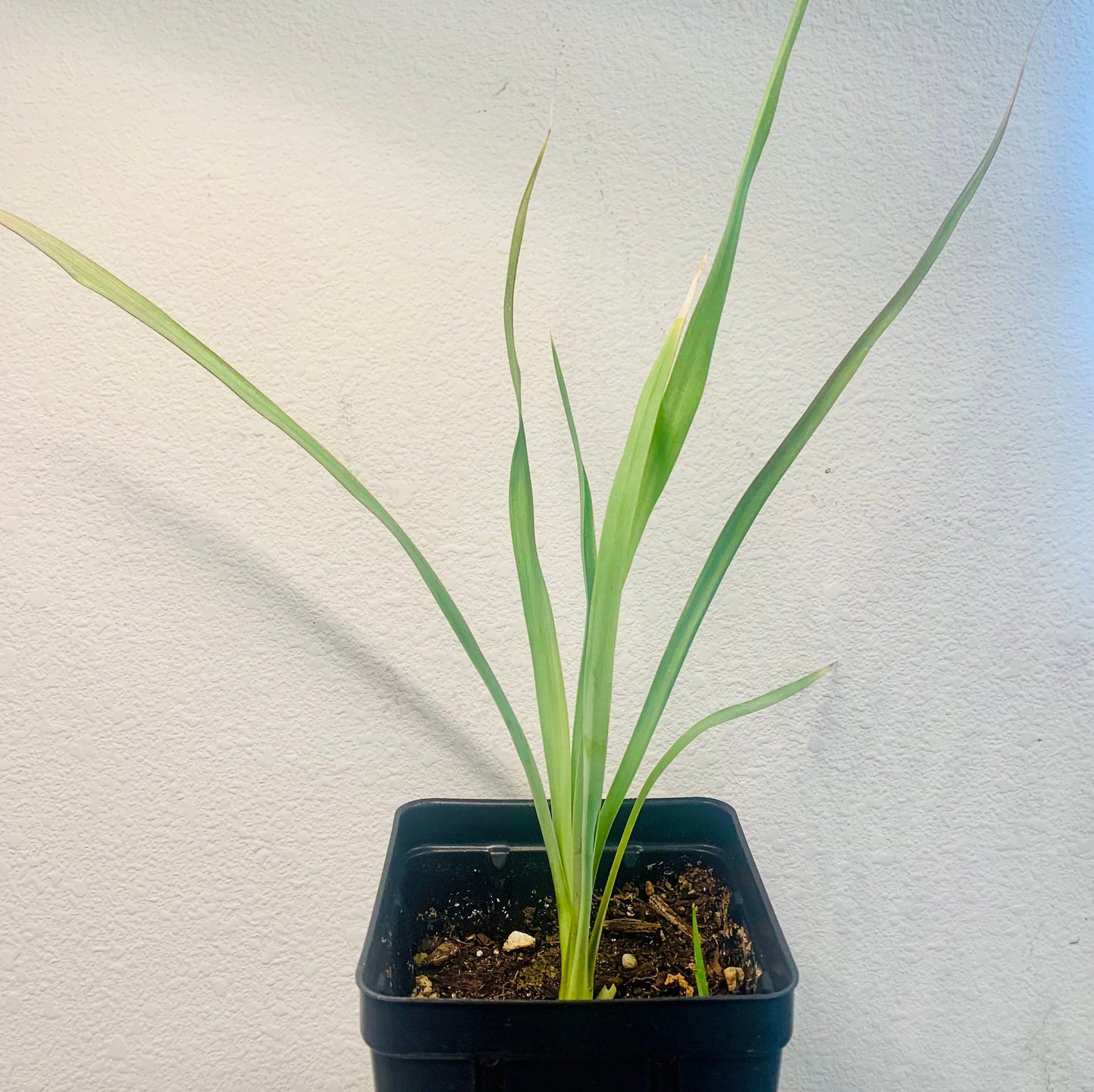 Yucca thompsoniana 'OR' (Thompson Yucca) COLD HARDY