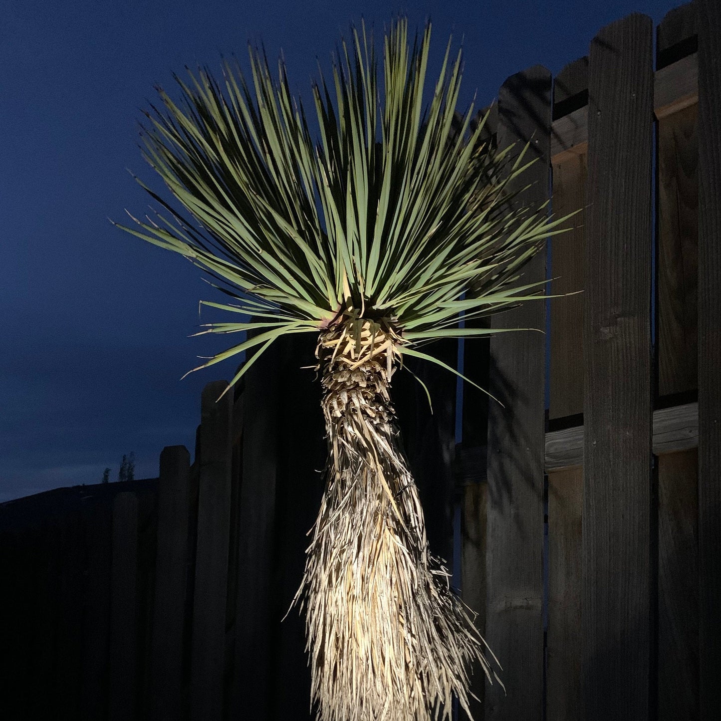 Yucca thompsoniana 'OR' (Thompson Yucca) COLD HARDY
