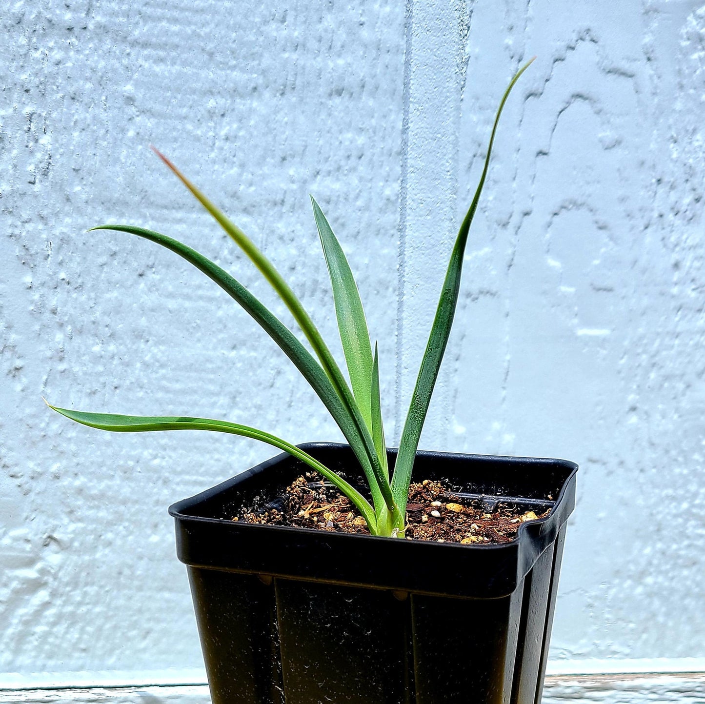 Yucca rigida 'Blue Yucca' Oregon COLD HARDY