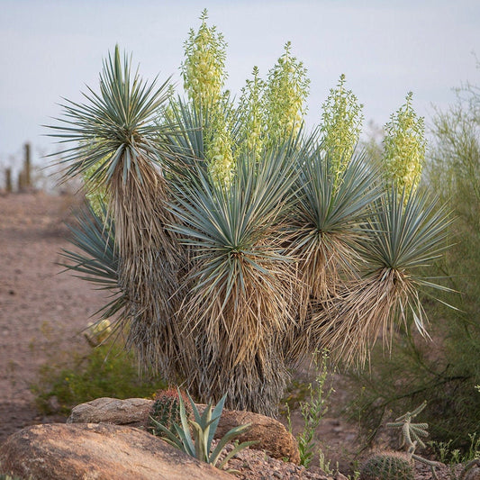 Yucca rigida 'Blue Yucca' Oregon COLD HARDY