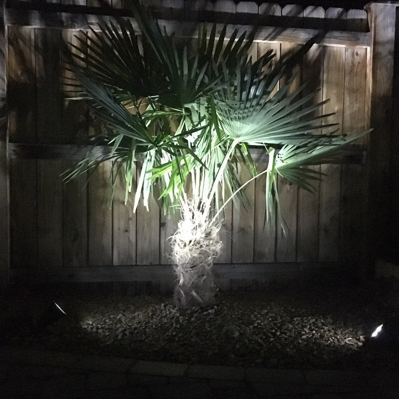 Trachycarpus fortunei ‘Bulgaria’ Windmill Palm COLD HARDY