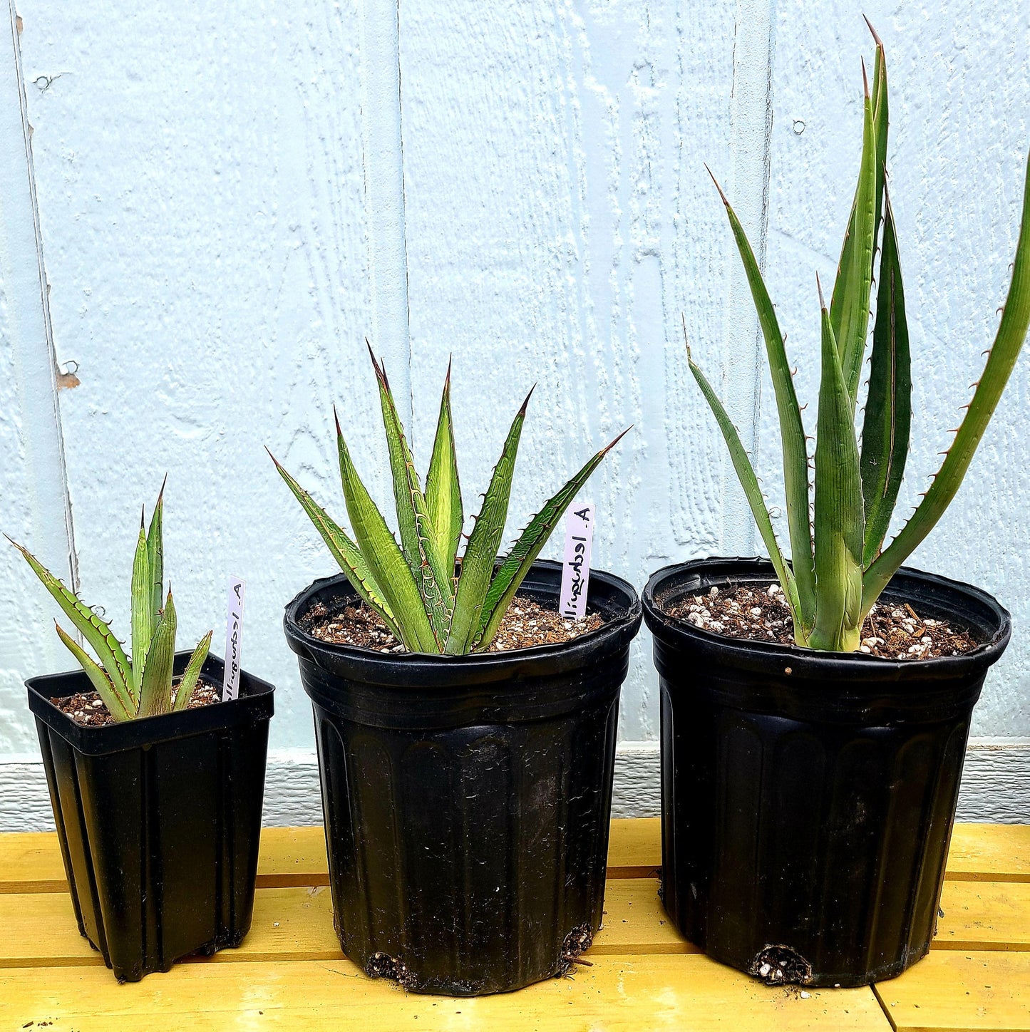 Agave lechuguilla 'Shin Dagger" COLD HARDY ZONE 6