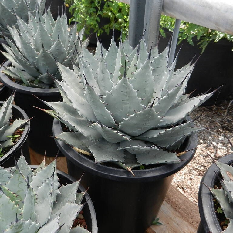 Agave parryi 'Oregon Hybrid' COLD HARDY ZONE 5