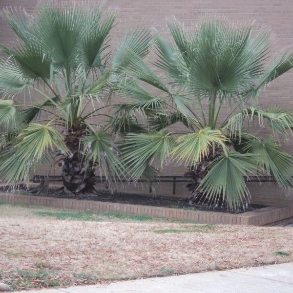 Washingtonia filifera 'Oregon High Desert' COLD HARDY