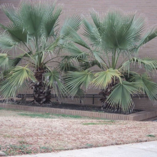 Washingtonia filifera 'Oregon High Desert' COLD HARDY