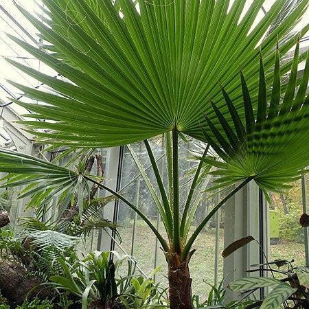 Washingtonia filifera 'Oregon High Desert' COLD HARDY