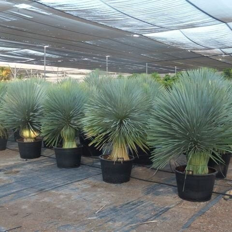 Yucca rostrata Oregon Blue 'Beaked Yucca' COLD HARDY Seeds