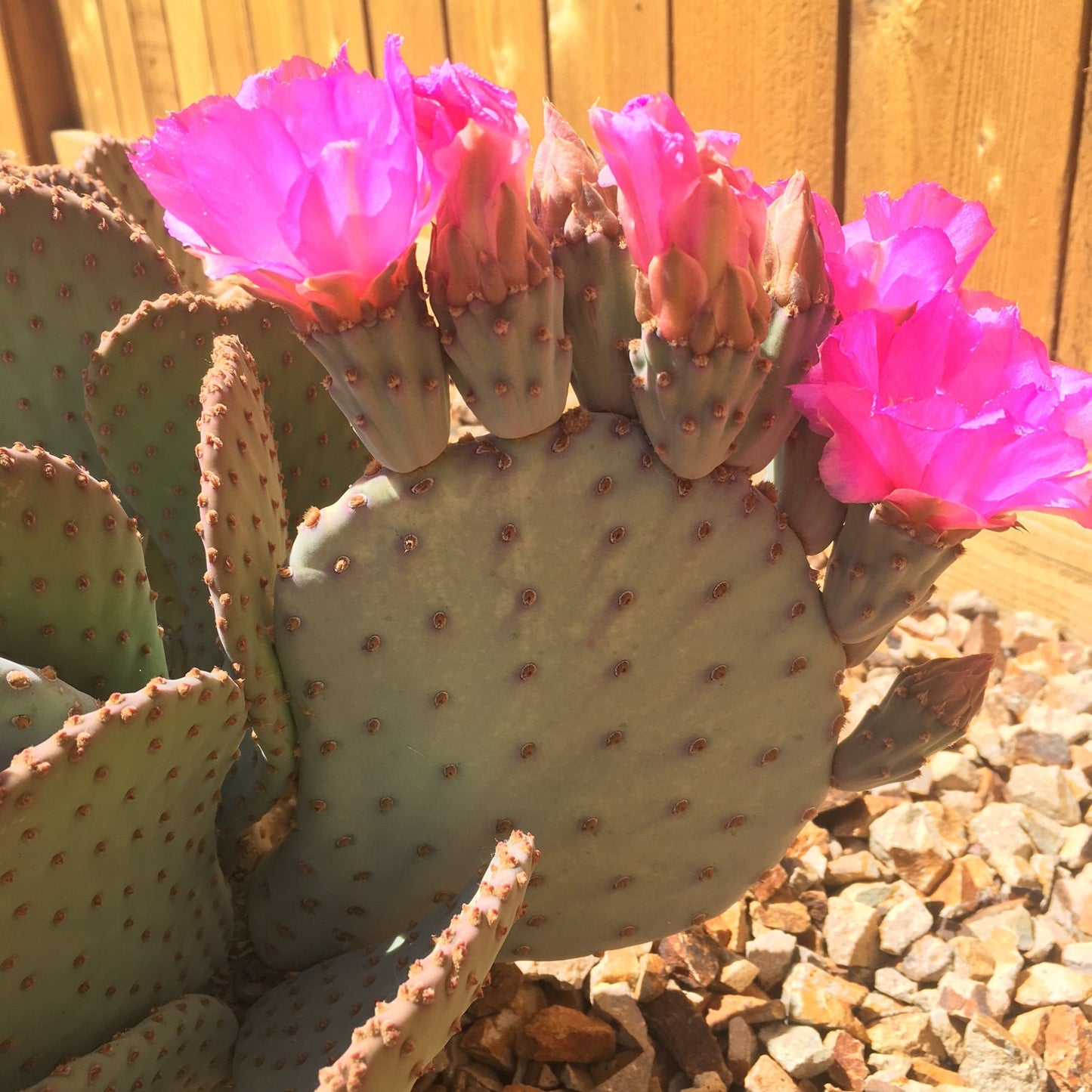 Beavertail Cactus 'Oregon Giant' (Opuntia basilaris) Seeds