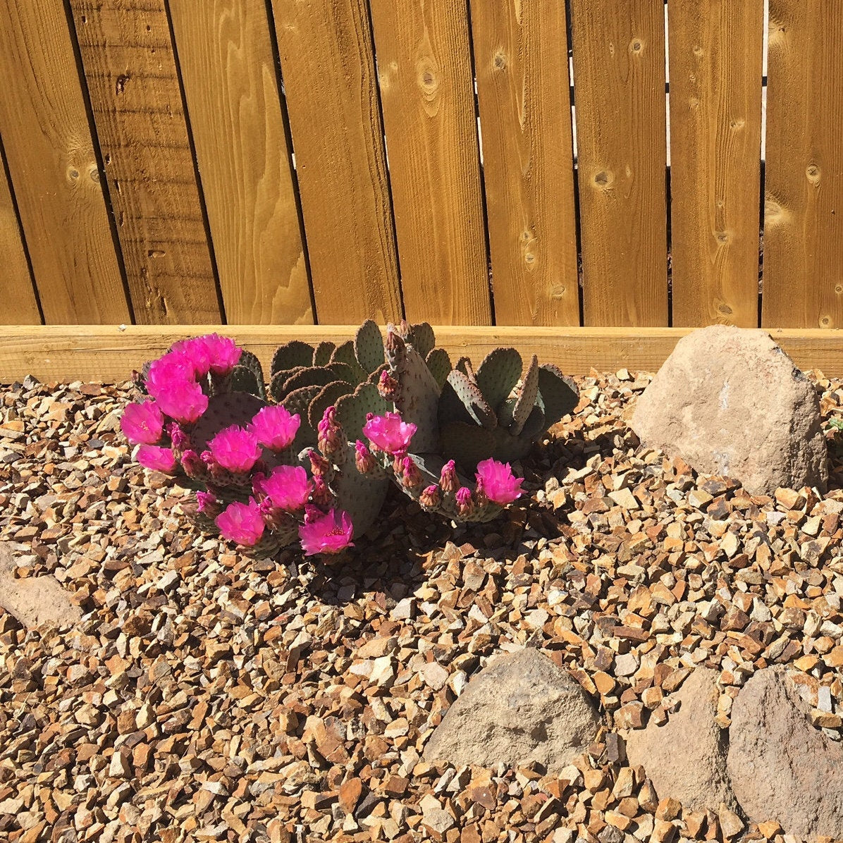 Beavertail Cactus 'Oregon Giant' (Opuntia basilaris) Seeds