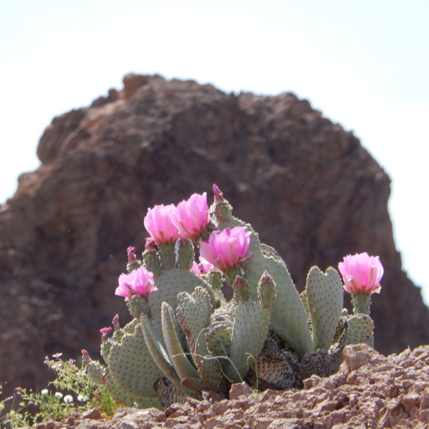 Beavertail Cactus 'Oregon Giant' (Opuntia basilaris) Seeds