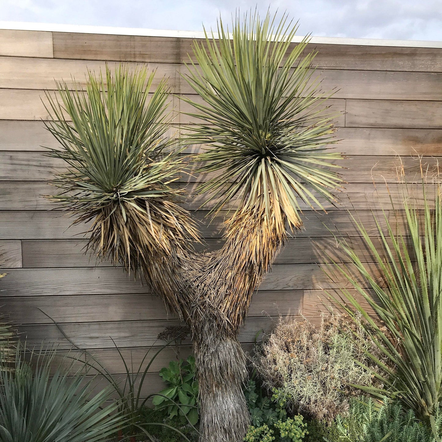 Yucca thompsoniana 'OR' (Thompson Yucca) COLD HARDY Seeds