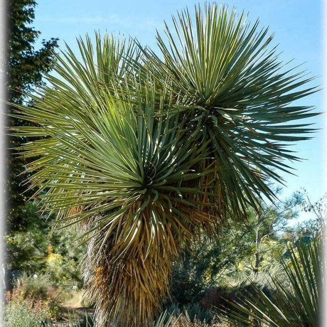 Yucca thompsoniana 'OR' (Thompson Yucca) COLD HARDY Seeds