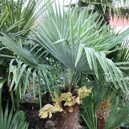 Trachycarpus wagnerianus x ‘Bulgaria’ - COLD HARDY Seeds