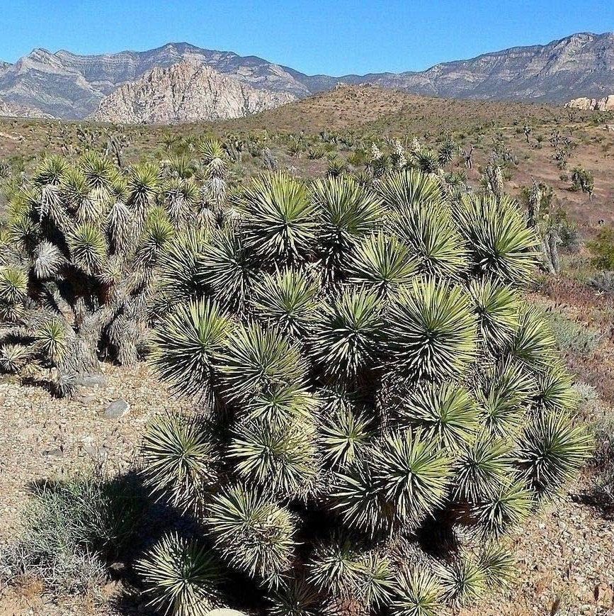 Yucca brevifolia 'Jaegeriana' (Dwarf Joshua Tree) HARDY Seeds